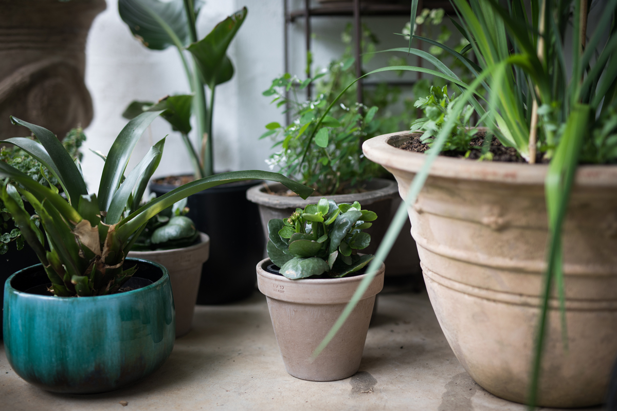 cloches de jardin