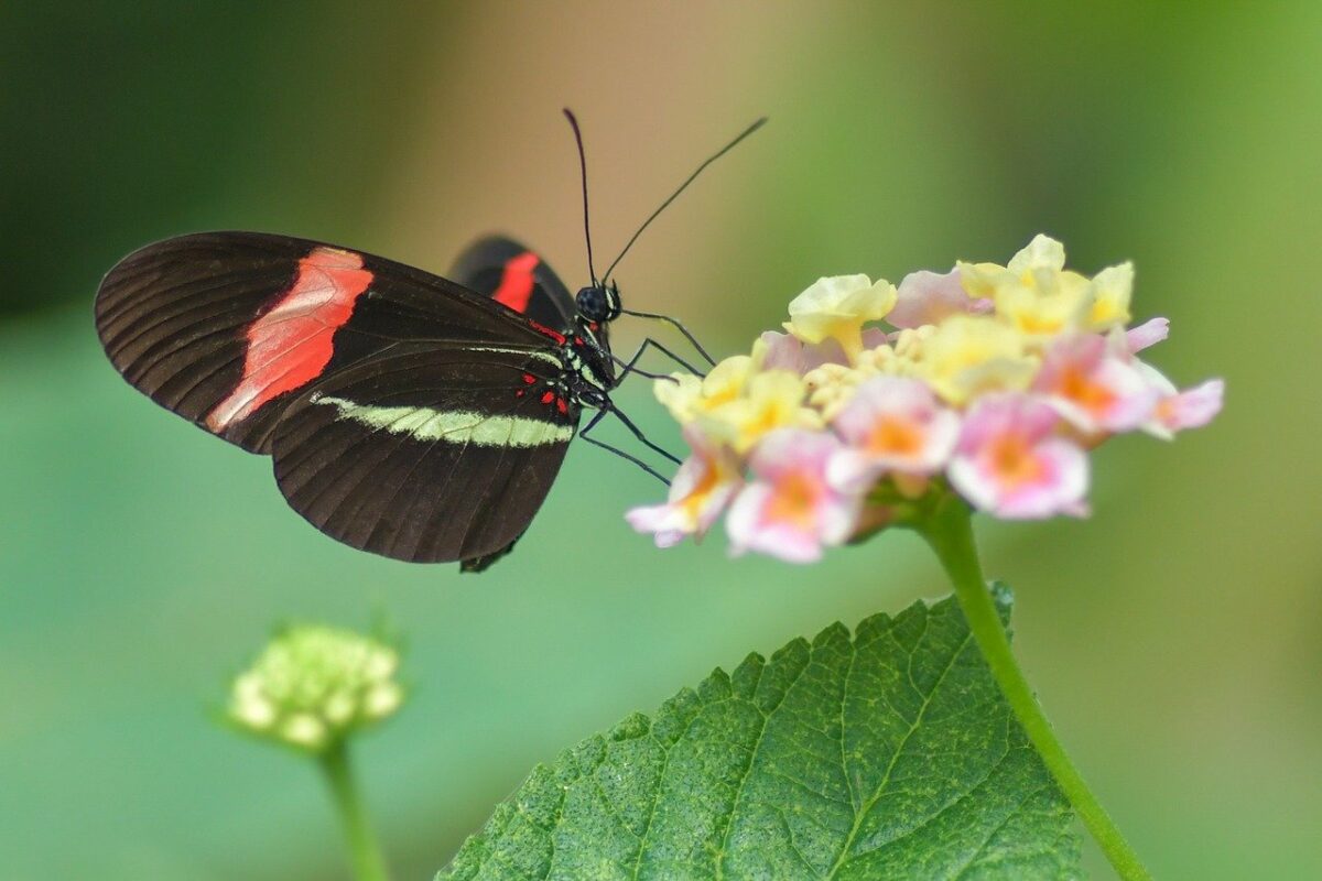 croissance d'un papillon