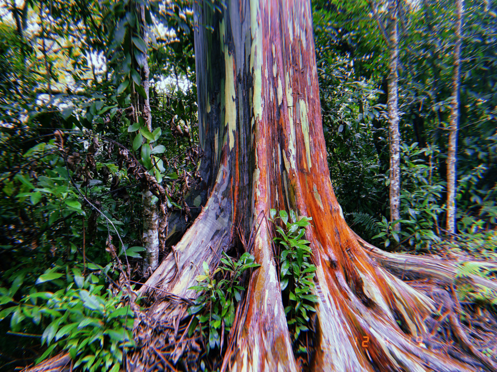 eucalyptus arc-en-ciel