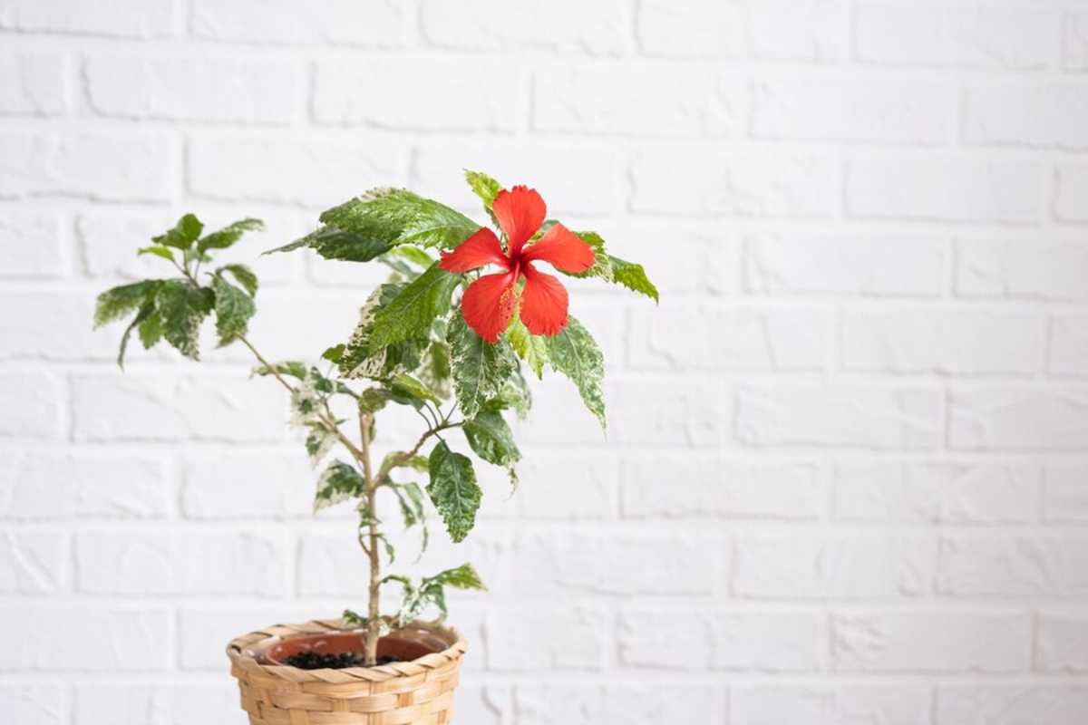 hibiscus extérieur