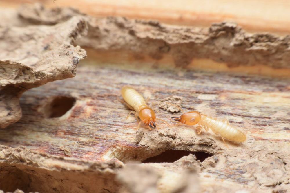 infestation termites