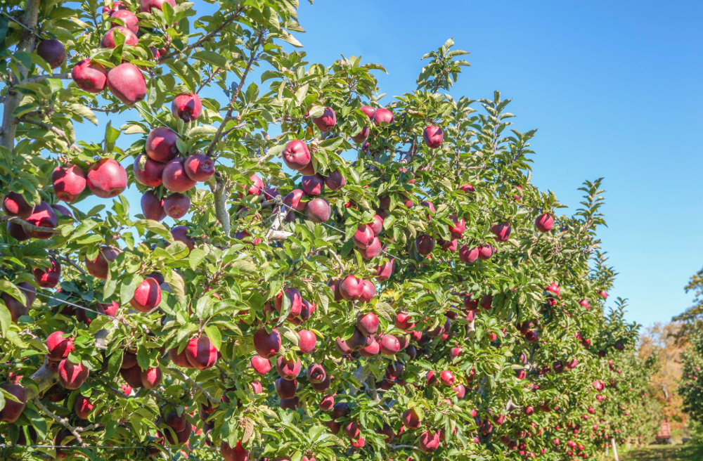 jardin fruitier