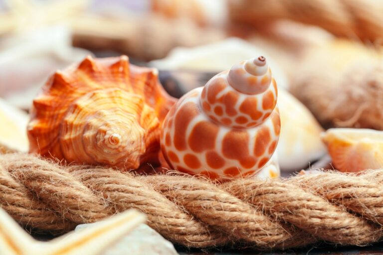 Comment nettoyer facilement les coquillages vivants ou morts
