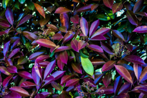 photinias