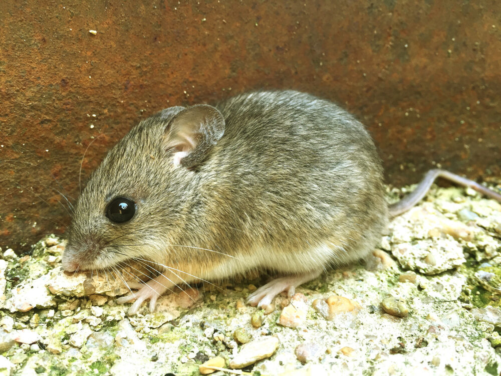 Comment se débarrasser d'un loir dans une maison ? Nos méthodes