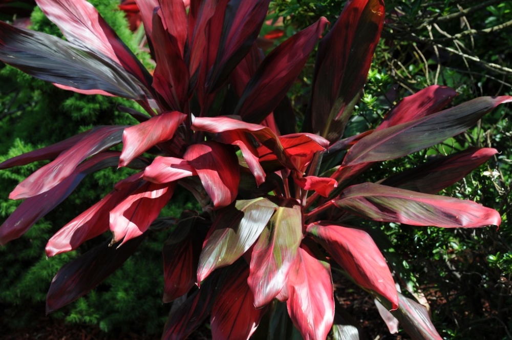 plante cordyline