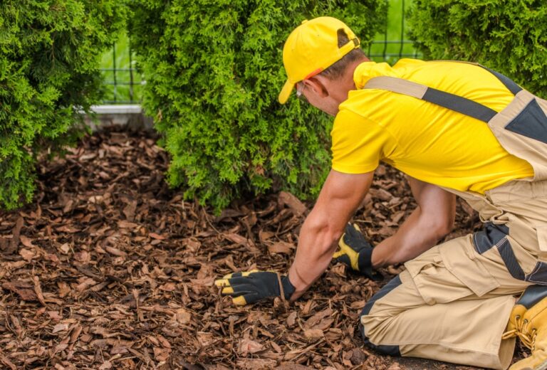 Comment se débarrasser des puces dans votre jardin et votre maison