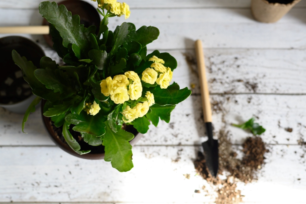 taille des Kalanchoés