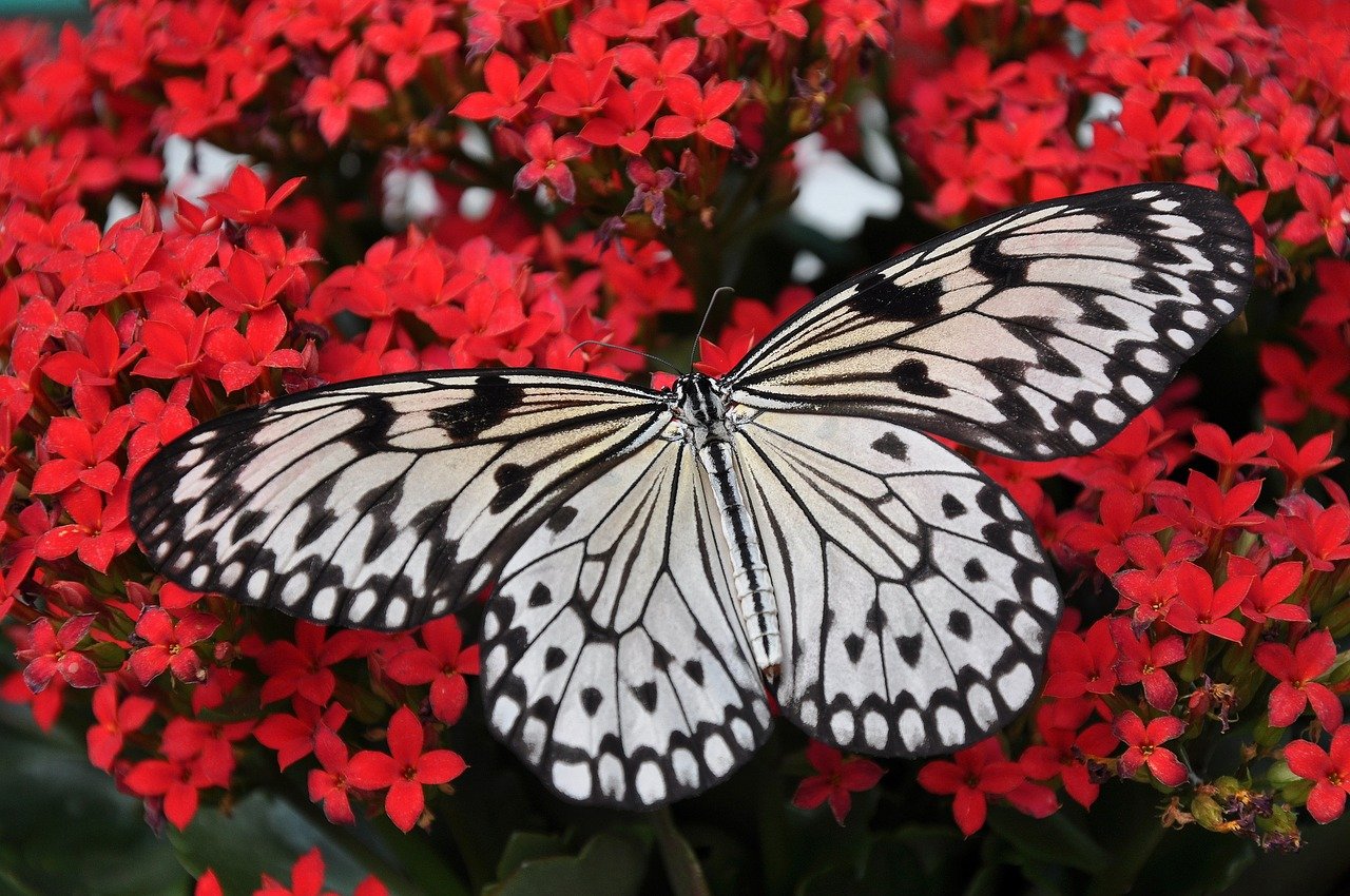 un papillon